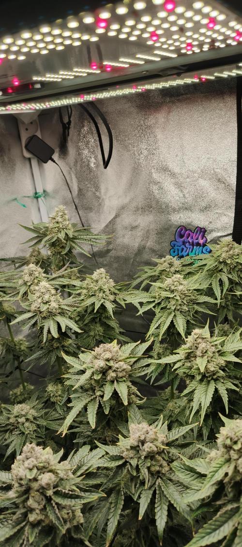 Invisible grow😎. Week 12