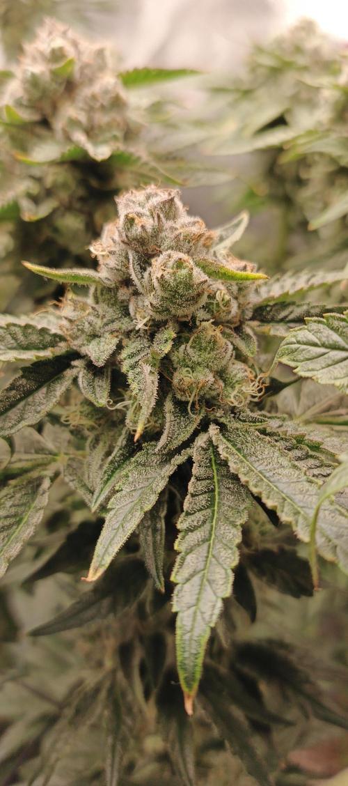 Invisible grow😎. Week 12