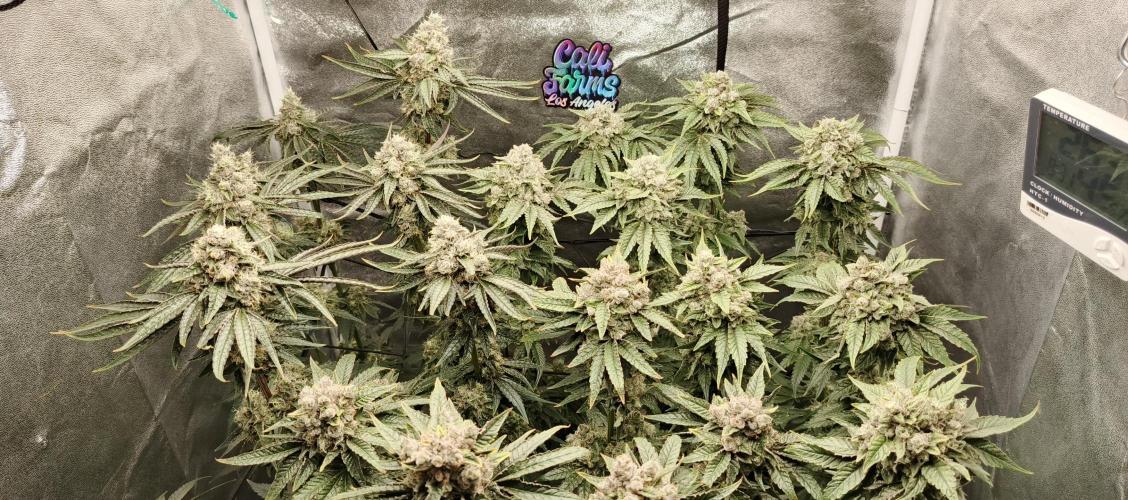 Invisible grow😎. Week 12