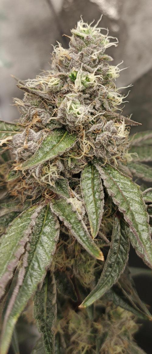 Invisible grow😎. Week 13