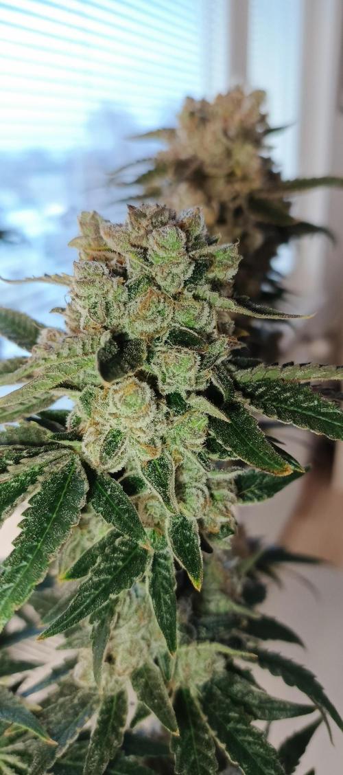Invisible grow😎. Week 13