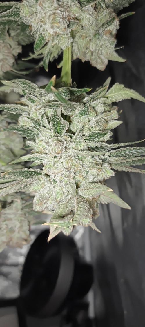 Invisible grow😎. Week 13