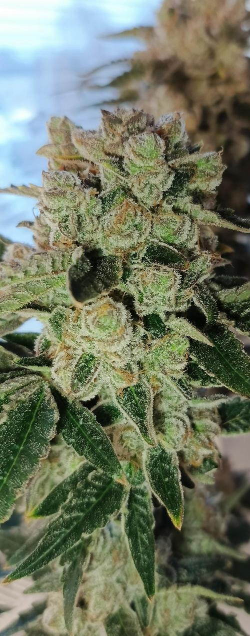 Invisible grow😎. Week 13