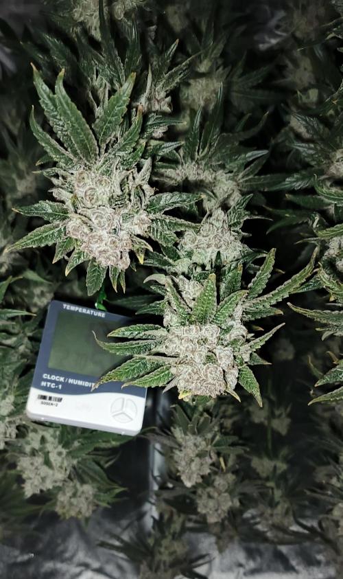 Invisible grow😎. Week 13