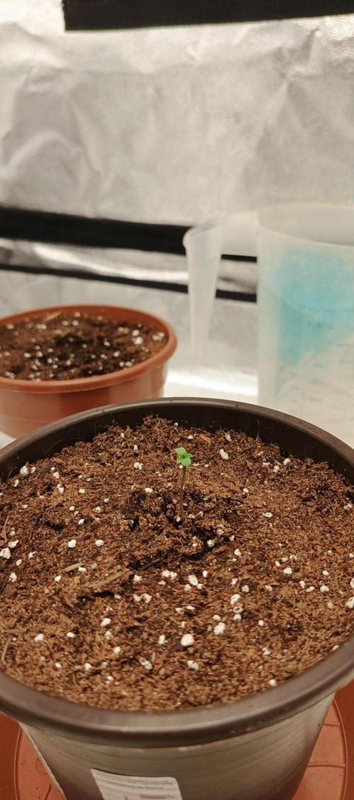 Invisible grow 2. Week 0