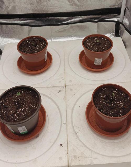 Invisible grow 2. Week 0