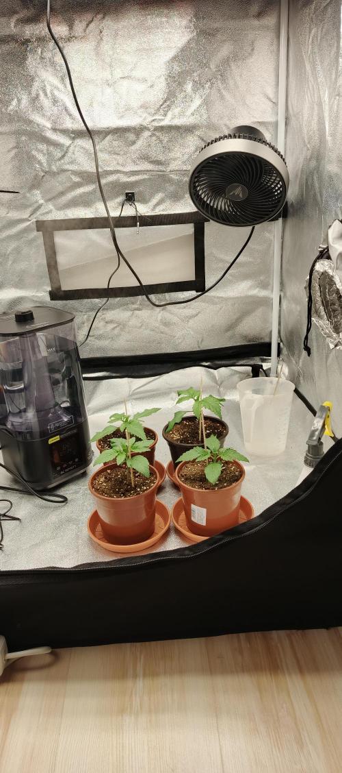 Invisible grow 2. Week 1
