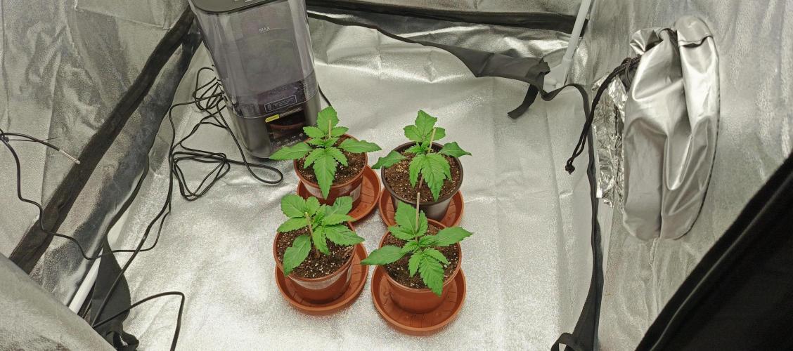 Invisible grow 2. Week 1