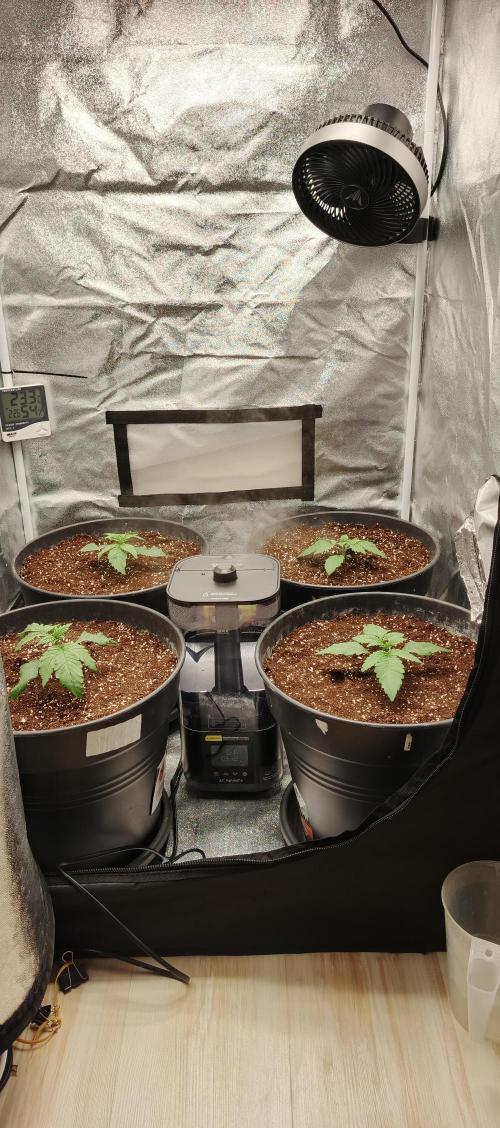 Invisible grow 2. Week 2