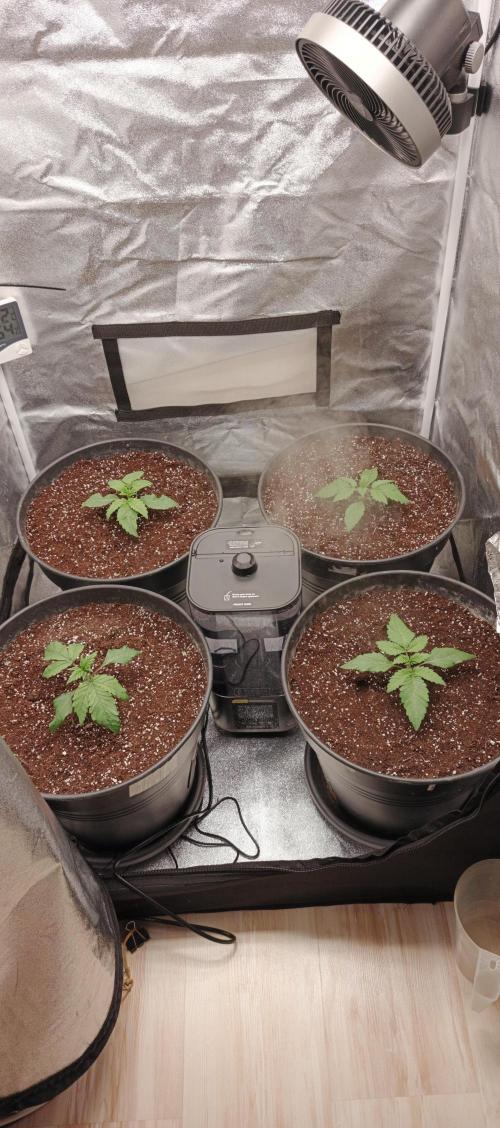 Invisible grow 2. Week 2