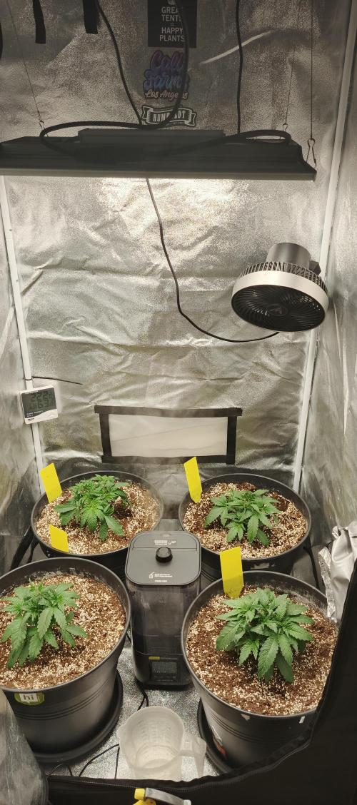 Invisible grow 2. Week 3