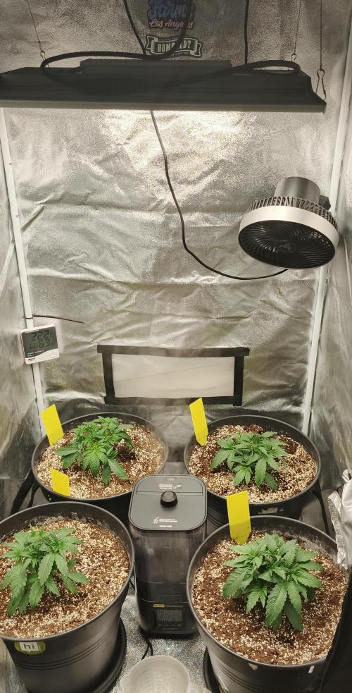 Invisible grow 2. Week 3