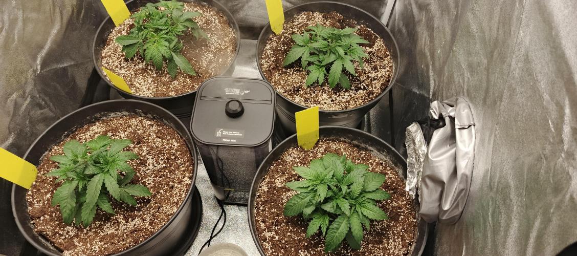 Invisible grow 2. Week 3