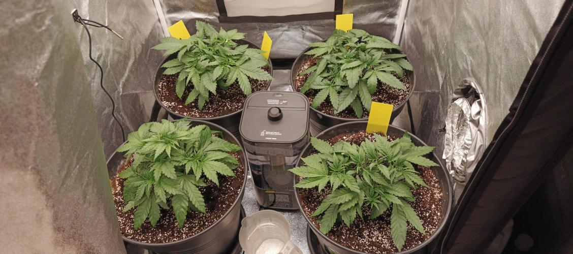 Invisible grow 2. Week 4