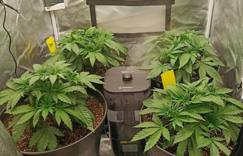 Invisible grow 2. Week 4
