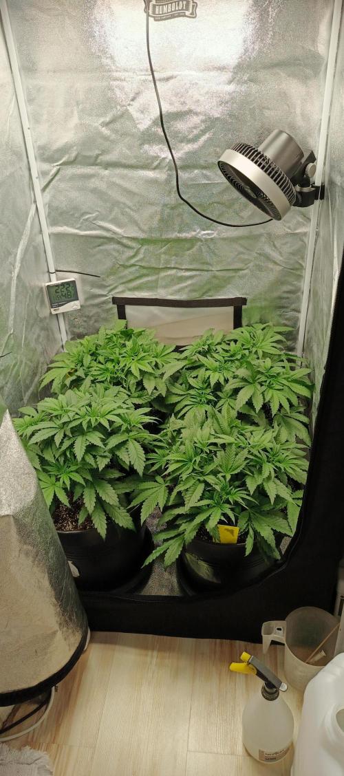 Invisible grow 2. Week 5