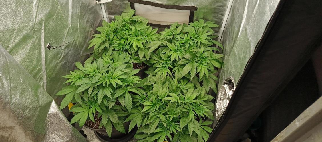 Invisible grow 2. Week 5