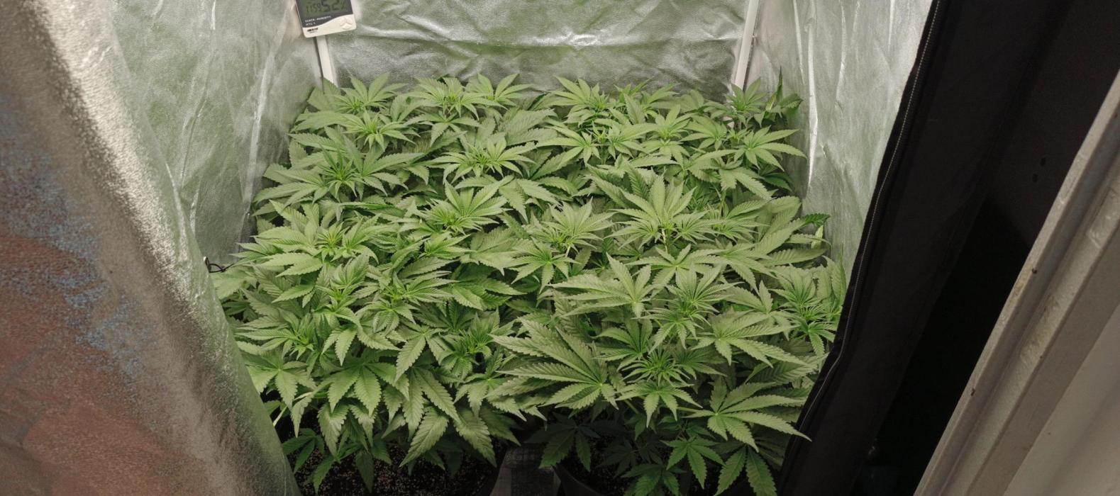 Invisible grow 2. Week 6