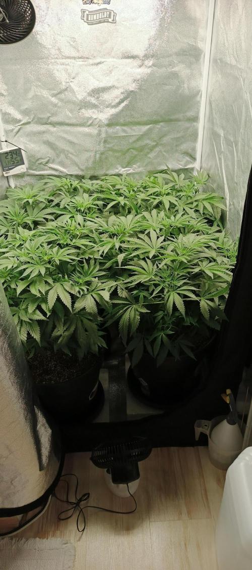 Invisible grow 2. Week 7