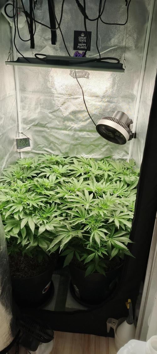 Invisible grow 2. Week 7