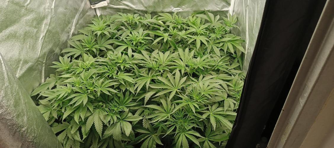 Invisible grow 2. Week 7