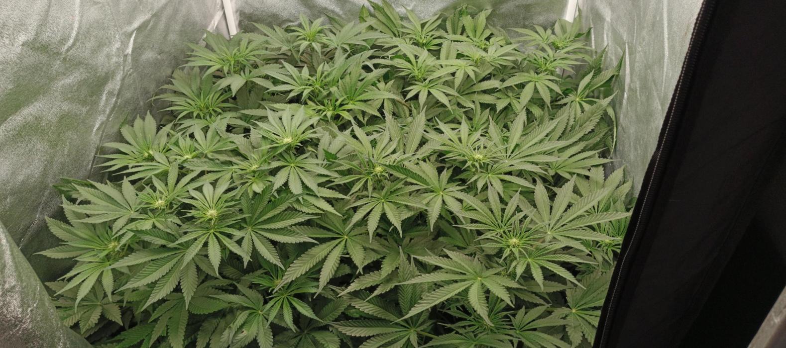 Invisible grow 2. Week 8