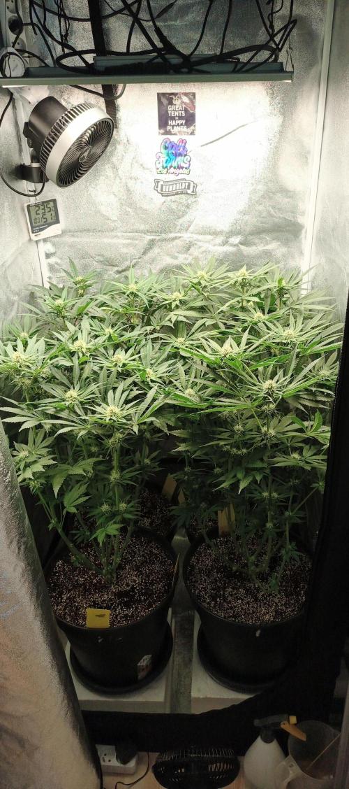 Invisible grow 2. Week 9