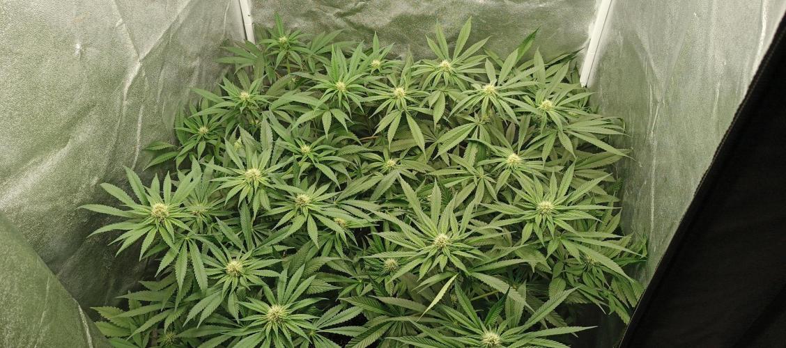 Invisible grow 2. Week 9