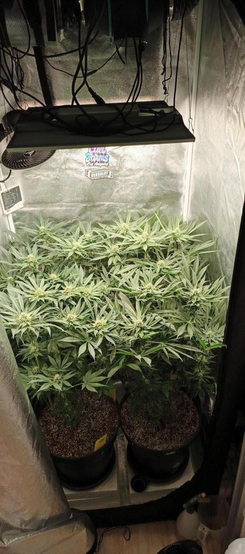 Invisible grow 2. Week 10