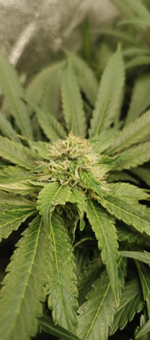 Invisible grow 2. Week 10