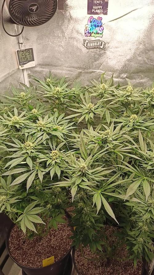 Invisible grow 2