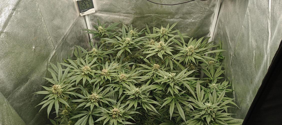 Invisible grow 2. Week 11