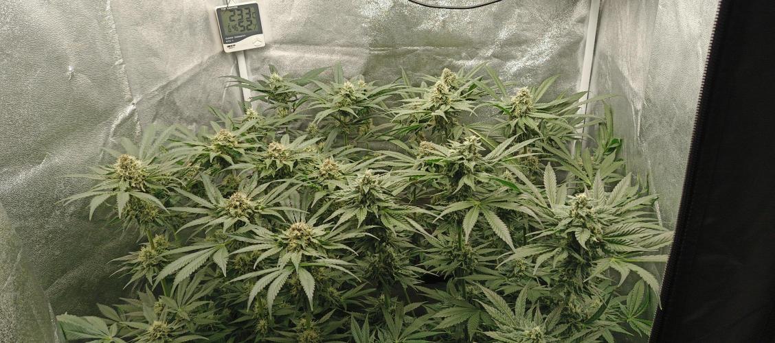 Invisible grow 2. Week 11