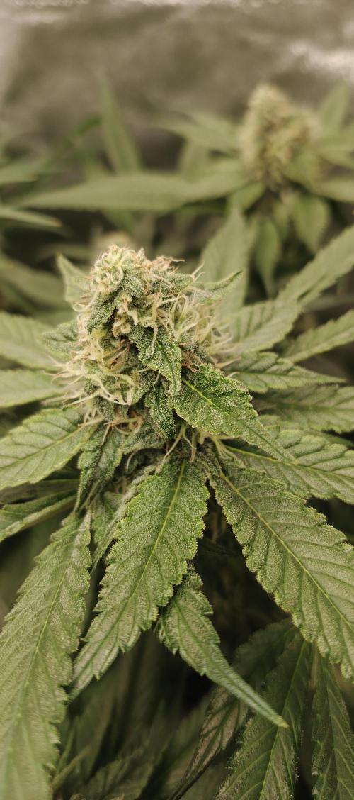Invisible grow 2. Week 11