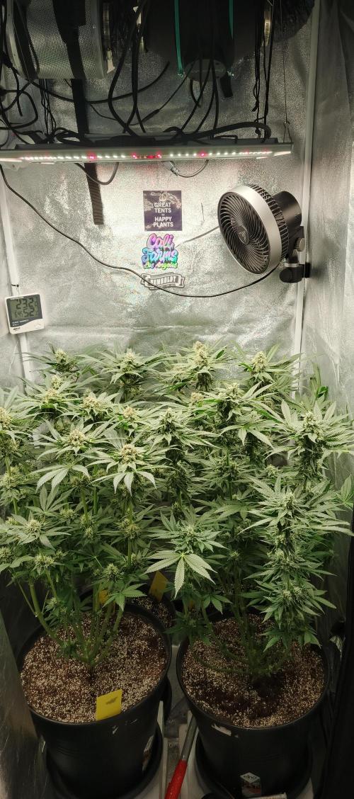 Invisible grow 2. Week 11