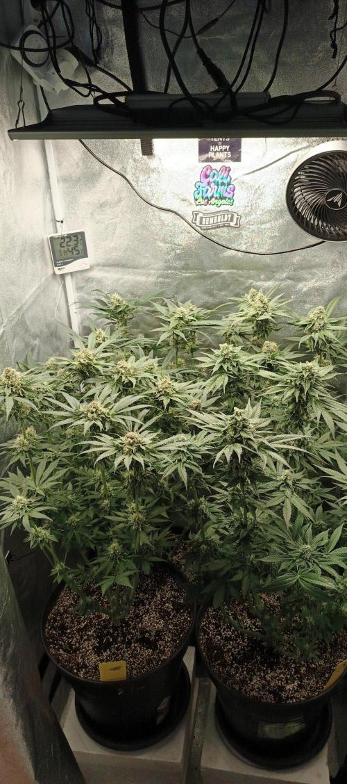 Invisible grow 2. Week 11