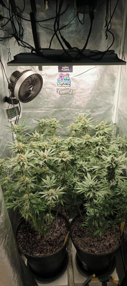 Invisible grow 2. Week 12