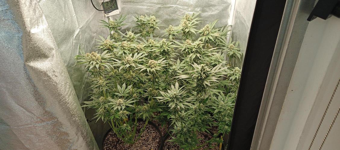 Invisible grow 2. Week 12