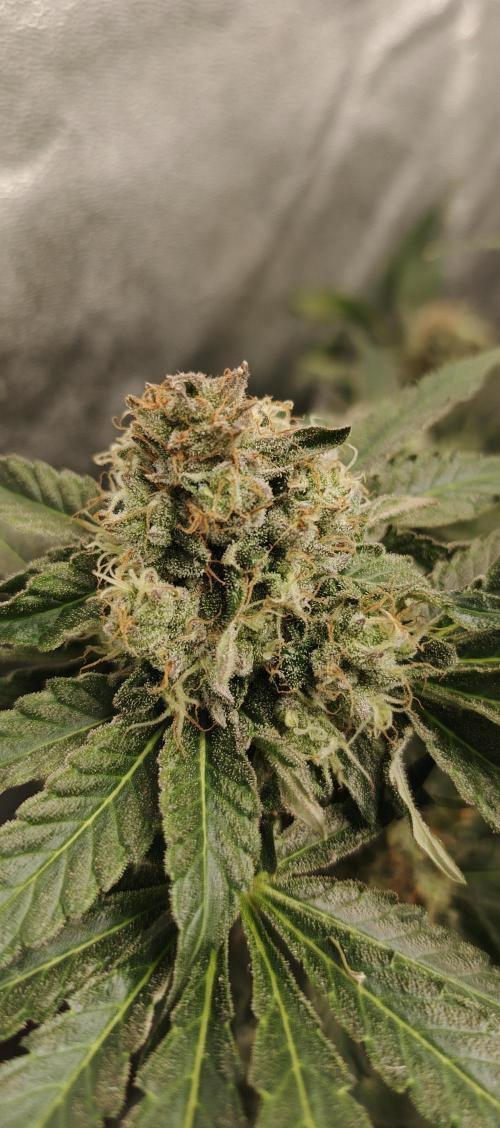 Invisible grow 2. Week 12