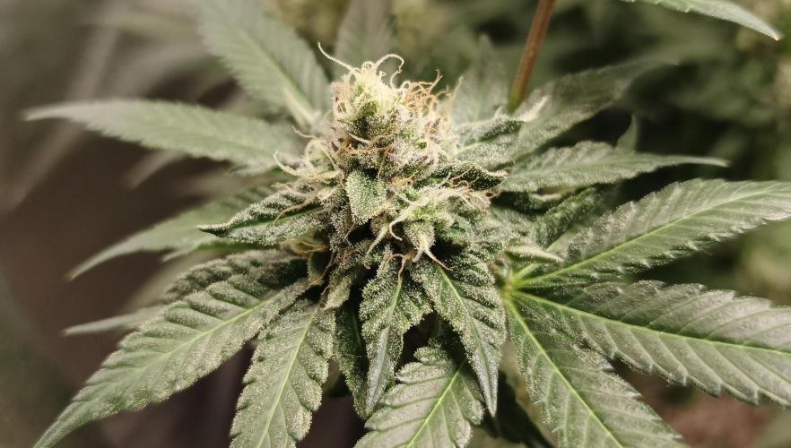 Invisible grow 2. Week 12