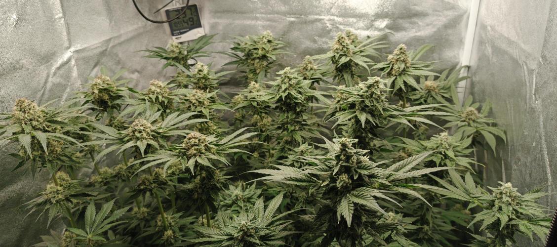 Invisible grow 2. Week 12