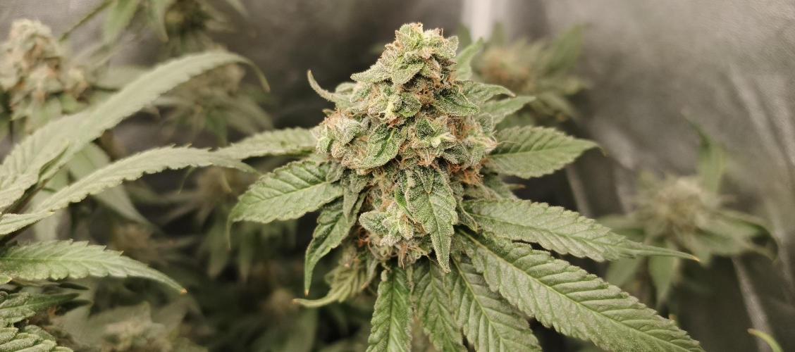 Invisible grow 2. Week 13