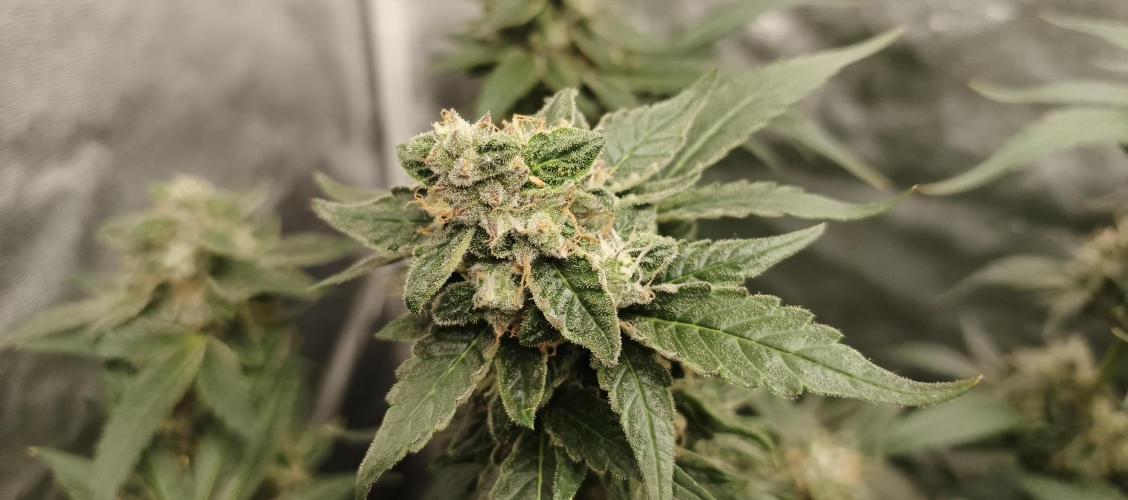 Invisible grow 2. Week 13