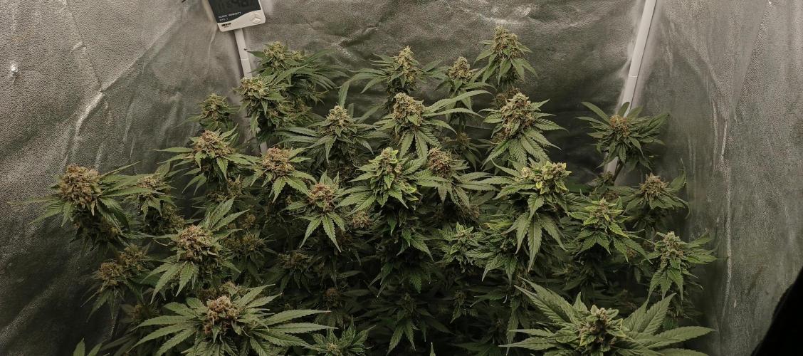 Invisible grow 2. Week 13