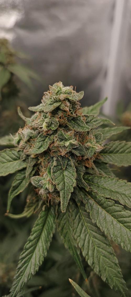 Invisible grow 2. Week 13