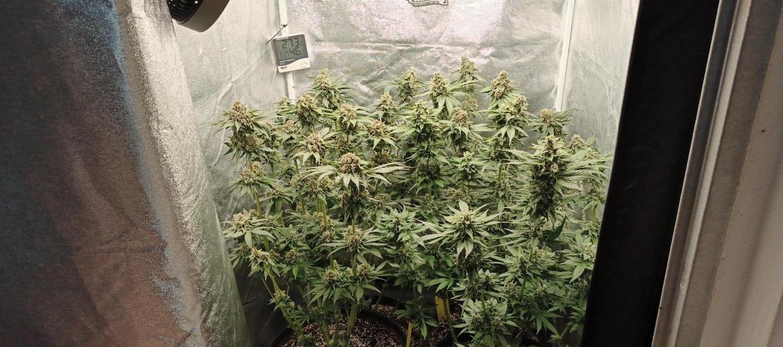 Blue Dream. Week 13