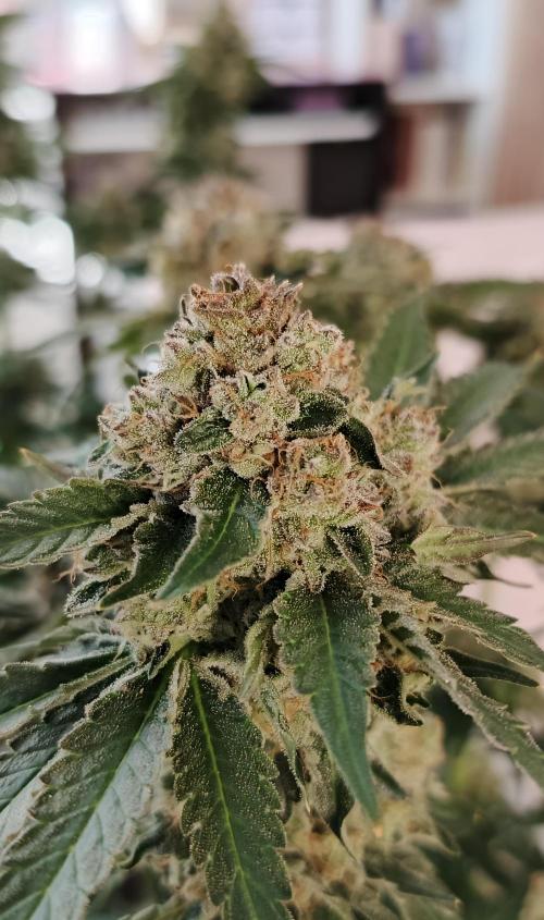 Invisible grow 2. Week 14