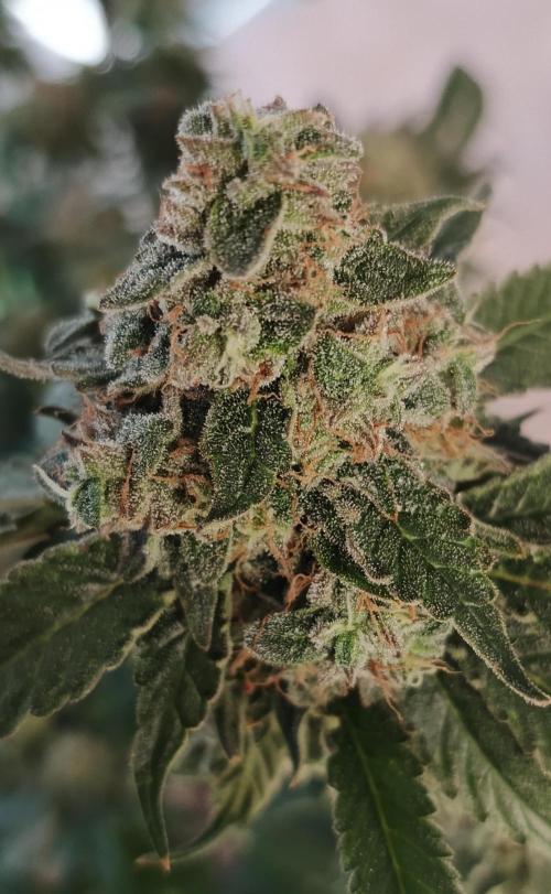 Invisible grow 2. Week 14