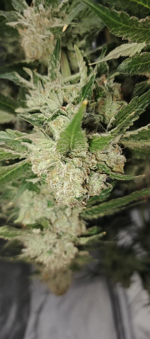 Invisible grow 2. Week 14