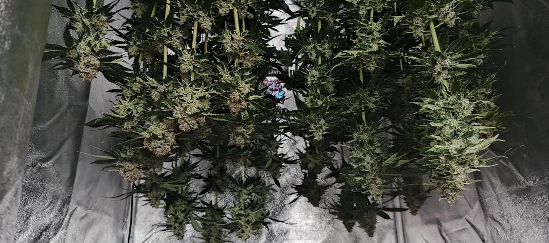 Invisible grow 2. Week 14